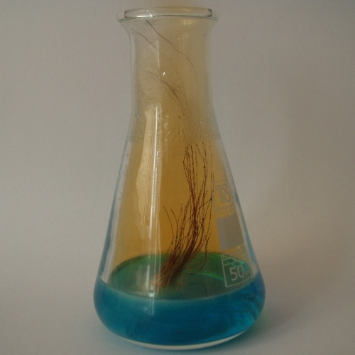 Frasco com fios de cobre mergulhados num líquido azulado. Em volta dos fios há um gás alaranjado.